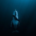 Những bức ảnh chủ đề nước hút thị giác, thắng giải thế giới anh chu de nuoc anh 1