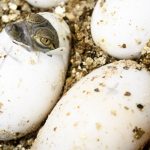 Cá sấu con mở mắt vào top ảnh động vật đẹp nhất thế giới cuoc song hoang da anh 1