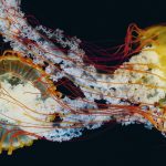 Thế giới loài sứa độc chết người nhưng đẹp siêu thực loai sua doc anh 1