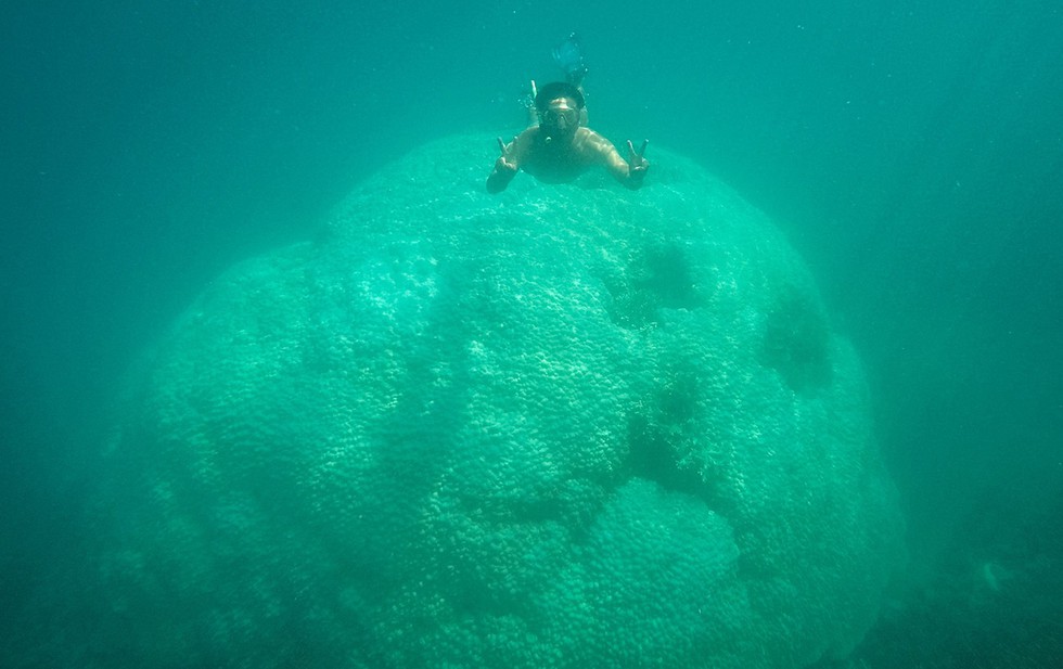 'Choáng' với cột san hô khổng lồ khi lặn biển ở Côn Đảo - ảnh 3