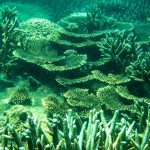 ‘Choáng’ với cột san hô khổng lồ khi lặn biển ở Côn Đảo Vẻ đẹp kỳ diệu của rặng san hô ở Hòn Cau, Côn Đảo /// Ngô Trần Hải An