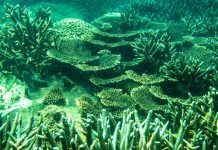 ‘Choáng’ với cột san hô khổng lồ khi lặn biển ở Côn Đảo Vẻ đẹp kỳ diệu của rặng san hô ở Hòn Cau, Côn Đảo /// Ngô Trần Hải An