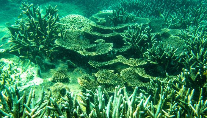 Vẻ đẹp kỳ diệu của rặng san hô ở Hòn Cau, Côn Đảo /// Ngô Trần Hải An