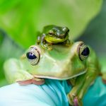 Ếch ngồi đầu ếch thắng giải ảnh sở thú và thủy cung anh dong vat anh 1