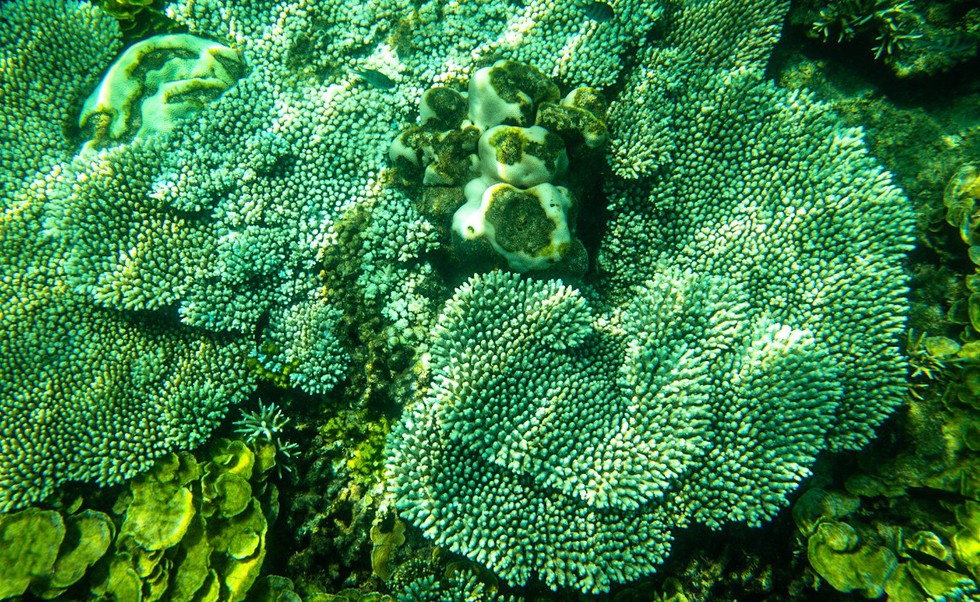 'Choáng' với cột san hô khổng lồ khi lặn biển ở Côn Đảo - ảnh 14