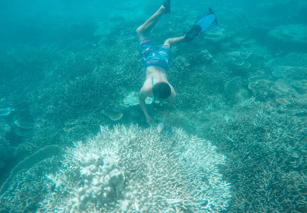 'Choáng' với cột san hô khổng lồ khi lặn biển ở Côn Đảo - ảnh 10