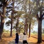 Hàng thông trăm tuổi hút giới trẻ check-in ở Gia Lai hang thong tram tuoi gia lai anh 1