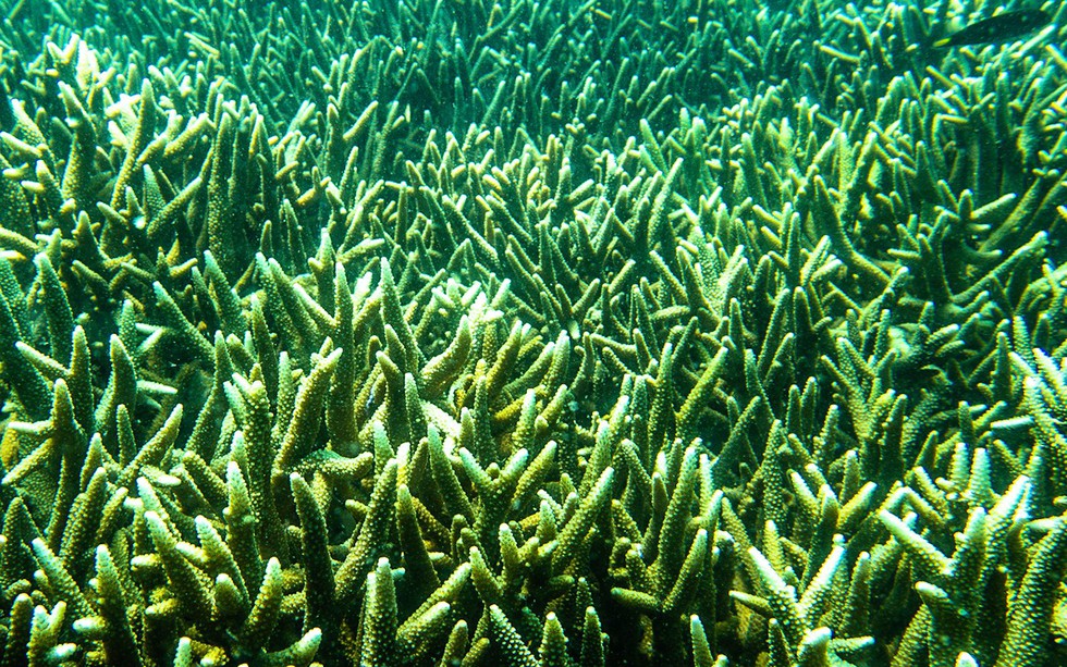 'Choáng' với cột san hô khổng lồ khi lặn biển ở Côn Đảo - ảnh 12