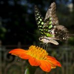 Cuộc đời của một con bướm sinh ra bên ngoài ban công vong doi cua buom anh 1