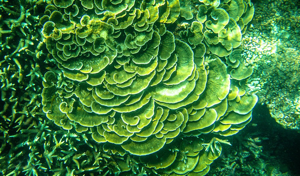 'Choáng' với cột san hô khổng lồ khi lặn biển ở Côn Đảo - ảnh 5