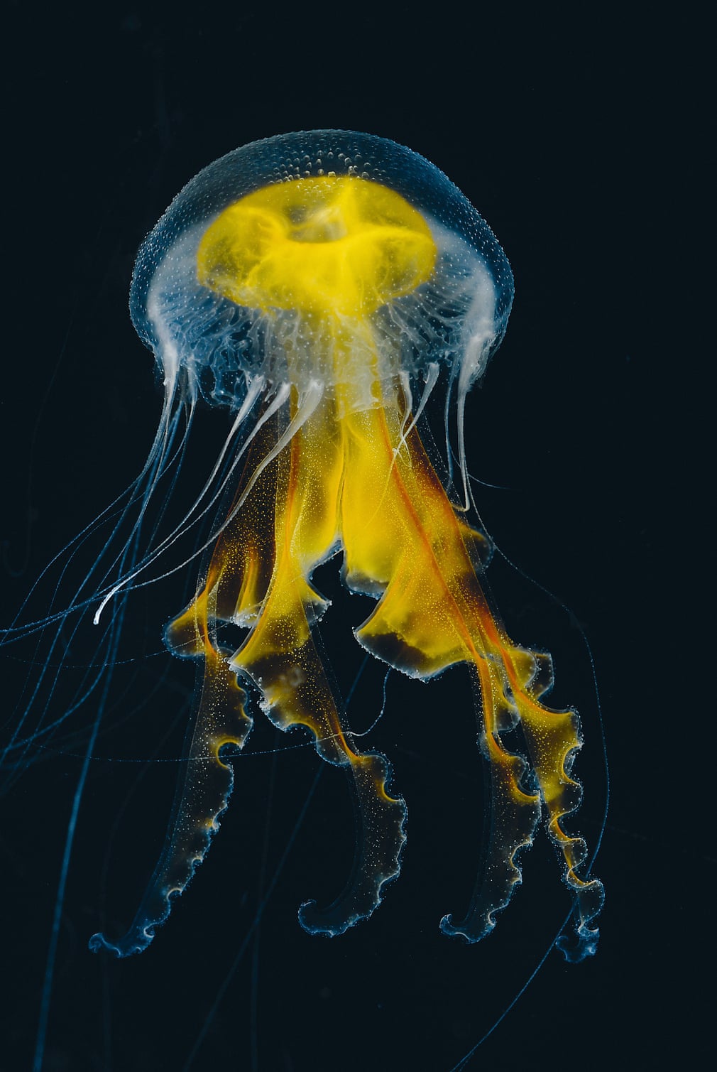 Vẻ đẹp của loài sứa độc chết người