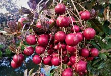 Khám phá vườn nhãn tím độc đáo gây xôn xao ở miền Tây Vườn nhãn tím rộng 1ha của anh Toàn đang bước vào giai đoạn thu hoạch /// Ảnh: Luân Trần