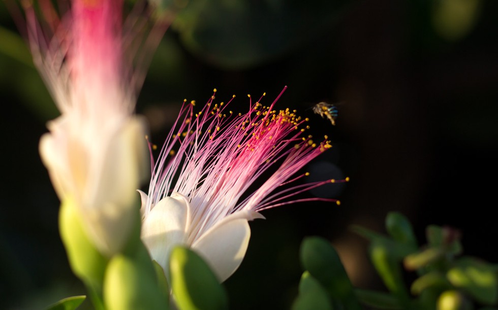Hoa bàng vuông trên đảo Lý Sơn bung nở, hương thơm lan khắp nơi theo gió biển - ảnh 10