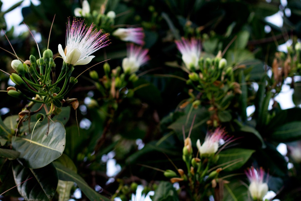 Hoa bàng vuông trên đảo Lý Sơn bung nở, hương thơm lan khắp nơi theo gió biển - ảnh 11
