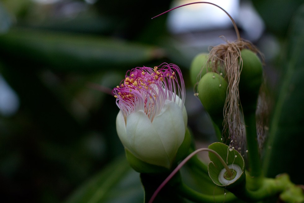 Hoa bàng vuông trên đảo Lý Sơn bung nở, hương thơm lan khắp nơi theo gió biển - ảnh 2