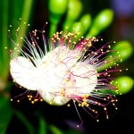 Hoa bàng vuông trên đảo Lý Sơn bung nở, hương thơm lan khắp nơi theo gió biển Hoa bàng vuông đang trở thành biểu tượng của hòn đảo Lý Sơn, Quảng Ngãi /// Giang Văn Hải