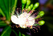 Hoa bàng vuông trên đảo Lý Sơn bung nở, hương thơm lan khắp nơi theo gió biển Hoa bàng vuông đang trở thành biểu tượng của hòn đảo Lý Sơn, Quảng Ngãi /// Giang Văn Hải