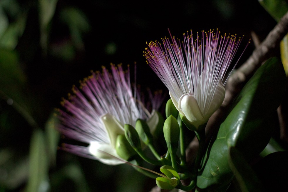 Hoa bàng vuông trên đảo Lý Sơn bung nở, hương thơm lan khắp nơi theo gió biển - ảnh 5