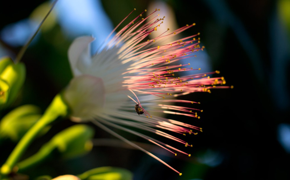Hoa bàng vuông trên đảo Lý Sơn bung nở, hương thơm lan khắp nơi theo gió biển - ảnh 8