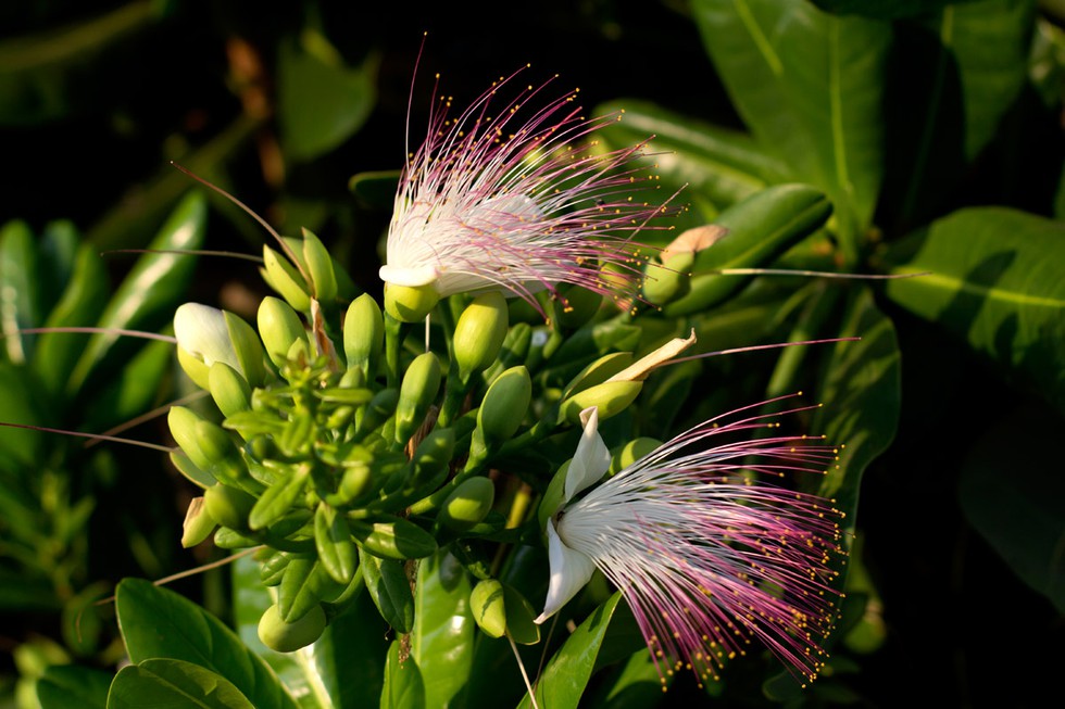 Hoa bàng vuông trên đảo Lý Sơn bung nở, hương thơm lan khắp nơi theo gió biển - ảnh 9