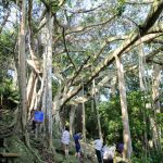 Nơi nào ở Đà Nẵng có cây đa nghìn năm? ban dao son tra anh 1