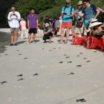 Rộn ràng mùa rùa sinh nở ở Côn Đảo Du khách tham gia hoạt động thả rùa con về biển tại Hòn Bảy Cạnh /// ẢNH: HẢI AN