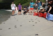 Rộn ràng mùa rùa sinh nở ở Côn Đảo Du khách tham gia hoạt động thả rùa con về biển tại Hòn Bảy Cạnh /// ẢNH: HẢI AN