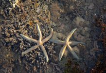 San hô Gành Yến bị xâm hại Rạn san hô lộ thiên tuyệt đẹp