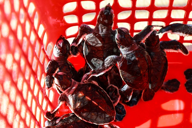 Rộn ràng mùa rùa sinh nở ở Côn Đảo - ảnh 6