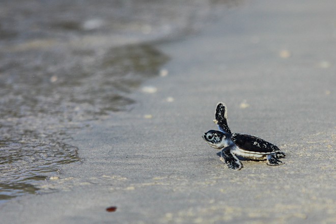 Rộn ràng mùa rùa sinh nở ở Côn Đảo - ảnh 3