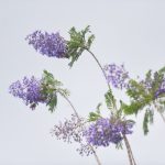 Hoa tím khiến người Hà Nội nhớ Đà Lạt Thổn thức với thức hoa tím khiến người Hà Nội nhớ Đà Lạt - 1