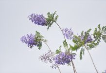 Hoa tím khiến người Hà Nội nhớ Đà Lạt Thổn thức với thức hoa tím khiến người Hà Nội nhớ Đà Lạt - 1
