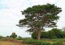 Thăm làng quê Bao La, ngắm cây ngô đồng cô đơn trong ‘Mắt biếc’ Thăm làng quê Bao La, ngắm cây ngô đồng cô đơn trong Mắt biếc - Ảnh 1.