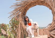 Lên xứ hoa đào, đi cà phê ôm… chó ‘quý tộc’ Khách tha hồ ôm chó tại Ôm - Cafe Thú Cưng /// ẢNH: QUANG VIÊN