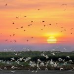 Đánh thức ‘con rồng du lịch’ nơi cửa ngõ miền Tây Đánh thức con rồng du lịch nơi cửa ngõ miền Tây - Ảnh 1.