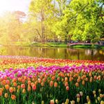 Ngất ngây, 10 cánh đồng hoa đẹp nhất thế giới Ngất ngây, 10 cánh đồng hoa đẹp nhất thế giới - Ảnh 1.