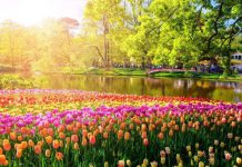 Ngất ngây, 10 cánh đồng hoa đẹp nhất thế giới Ngất ngây, 10 cánh đồng hoa đẹp nhất thế giới - Ảnh 1.