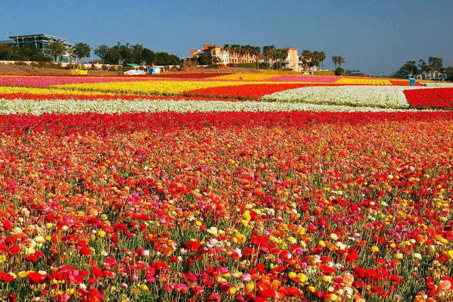 Ngất ngây, 10 cánh đồng hoa đẹp nhất thế giới - Ảnh 8.