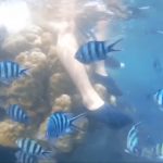 Quang Vinh bị chỉ trích vì ngồi lên san hô ở Phú Quốc quang vinh du lich anh 1