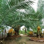 Lại thêm 1 vườn chà là mở cửa miễn phí gây xôn xao tại miền Tây Vườn chà là 2000 gốc với khoảng 20 gốc đang cho trái, được biết đây là vụ trái thứ 2 được ông Xuân trồng thành công, sau hơn 7 năm kiên trì theo đuổi giống cây trồng mới này /// Ảnh: Thanh Nhã