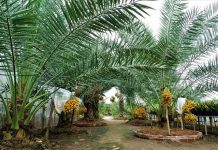 Lại thêm 1 vườn chà là mở cửa miễn phí gây xôn xao tại miền Tây Vườn chà là 2000 gốc với khoảng 20 gốc đang cho trái, được biết đây là vụ trái thứ 2 được ông Xuân trồng thành công, sau hơn 7 năm kiên trì theo đuổi giống cây trồng mới này /// Ảnh: Thanh Nhã