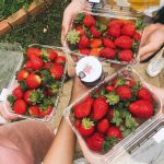 Lưu gấp tọa độ những vườn dâu Đà Lạt cho bạn thỏa sức check-in vuon-dau-da-lat