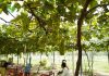 Vườn nho siêu trái ở miền Tây mở cửa miễn phí, giới trẻ thích thú đến check-in Vườn nho siêu trái ở miền Tây mở cửa miễn phí, giới trẻ thích thú đến check-in