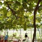 Vườn nho siêu trái ở miền Tây mở cửa miễn phí, giới trẻ thích thú đến check-in Vườn nho siêu trái ở miền Tây mở cửa miễn phí, giới trẻ thích thú đến check-in