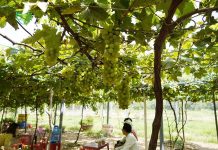 Vườn nho siêu trái ở miền Tây mở cửa miễn phí, giới trẻ thích thú đến check-in Vườn nho siêu trái ở miền Tây mở cửa miễn phí, giới trẻ thích thú đến check-in