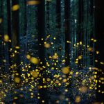 Rừng đom đóm lung linh như xứ cổ tích anh dom dom anh 1