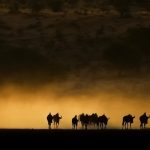 15 năm chụp ảnh động vật hoang dã ở châu Phi anh dong vat hoang da anh 1