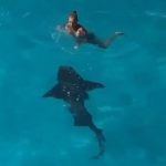 Du khách thoát hiểm khi gặp cá mập ca map can anh 1