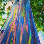 Bạch đàn cầu vồng và 7 loài cây lạ đẹp nhất thế giới cay dep nhat the gioi anh 1