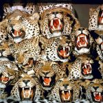 Thú vui giết động vật hoang dã hợp pháp gây tranh cãi san ban dong vat anh 1